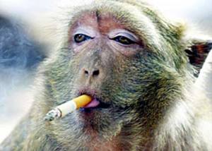 monkey-smoking3